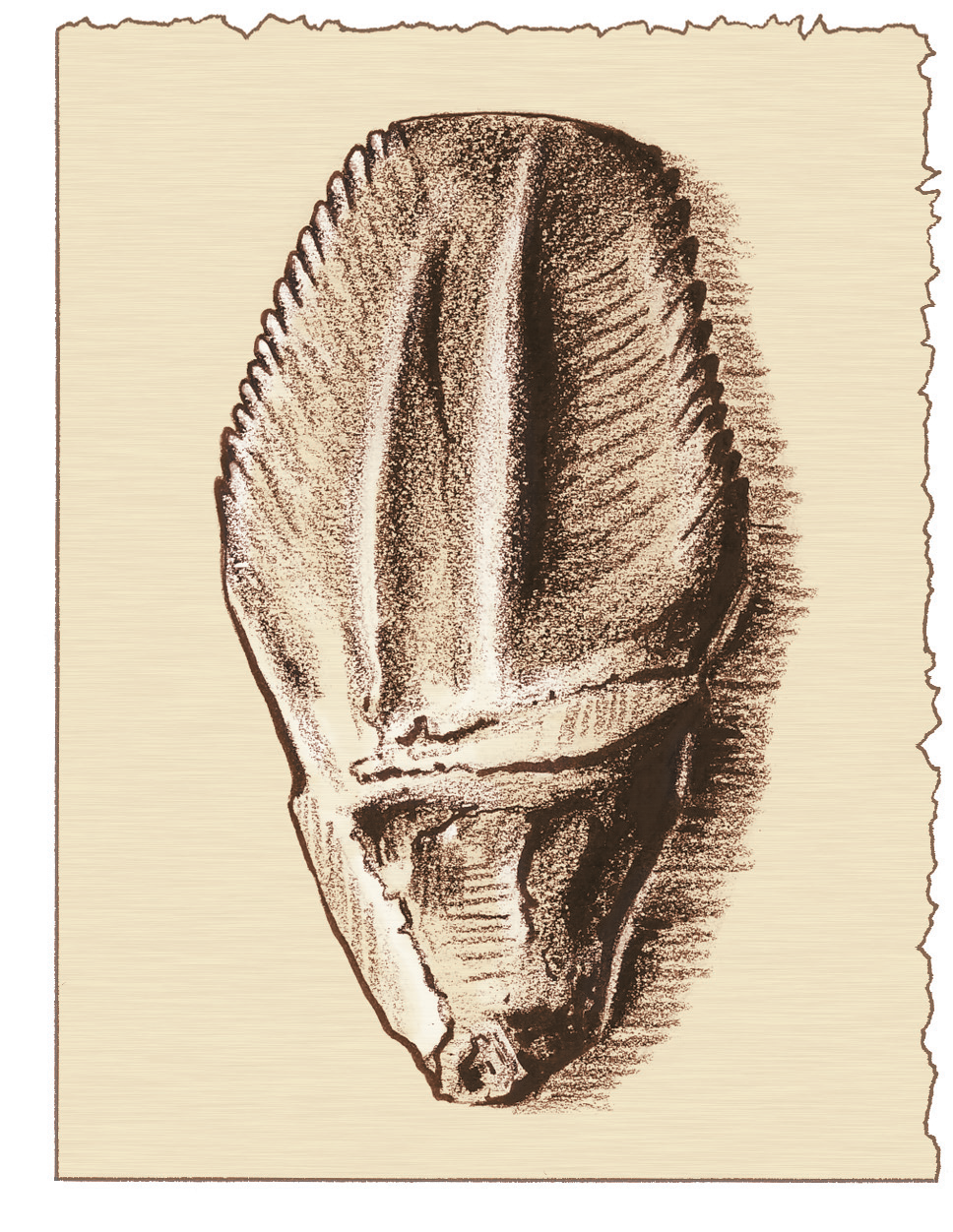 Dibujo a tamaño real del diente fósil